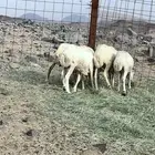 رفد وجفرة حريه