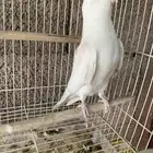 ذكر كروان البينو مغرد ويتكلم