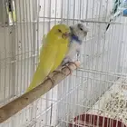 جوز بادجي هوقو مع انتاجه