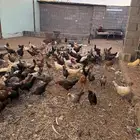 دجاج مع دياكة
