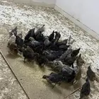 صيصان بلدي وفيومي