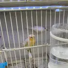 جوز كناري الانثى ستانيت عيون حمرا تحتها بيضتيني