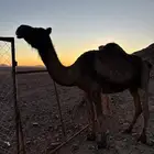 ناقه صفراء ظروبه