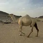 ناقتين وضح لقح