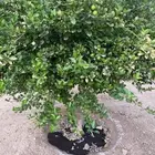 ليمون انثى مثمره العمر 6 سنوات