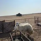 شياه 3 مقرعات