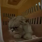 قطة أليفه للتبني