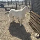 للبيع طلي صنف ونتج