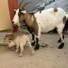 عنز قزميه توها تامه معها جفره وتيس