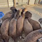 للبيع بهم سواكن مربوط