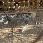 حمام قلاب ازواج