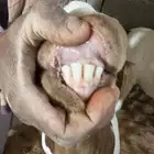 معزا بورقوت بيووور ثلاث دفيع