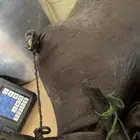 سمن غنم وضأن فاخر