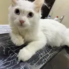 شيرازي للتبني عمر 5شهور