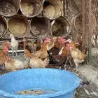 دجاج بلدي عمر ثلاث شهور