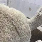 لباني شرط وتحدي مضمون ف الصحن