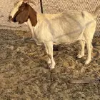 عنز بورقوت مصدرها مزرعه النوادر