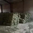 للبيع برسيم