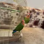زوج ببغاء الروز