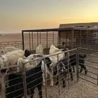 تيس مصري ابيض اجم ثني