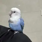 جوز روز اليف