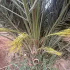 نخل مثمر للبيع مع الغرس بالموقع