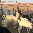 تيس فحل