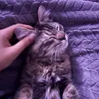 قطه لتبني