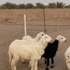 خروف عيسي 8 شهور مستقبل فحل بداية مطارده