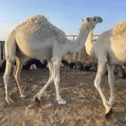 قعودين مفاريد