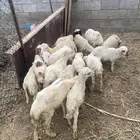 للبيع كباشه ورخيل تربيه