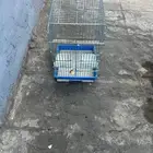 قفص كاسكو آخو الجديد