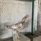 للبيع طقم دجاج باكستاني فواخر