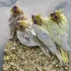 فرخ كروان