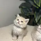 ذكر برتيش