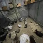 يوجد صوص حبشي ورمي وبرهما عمر 3 شهور الى4