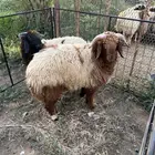 نعيمي جذع عمر 10 شهور