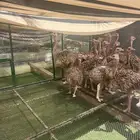 للبيع طاووس منتج اجواز او طقم