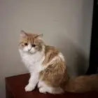 قطط للتبني