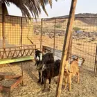 معزا طلي ذبيحه