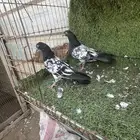 السلام عليكم