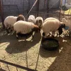 7 هرافي مغلقه مراح محصنات 4 شهور