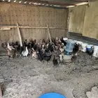 دجاج بياض بلدي وفيومي مشكل التواصل
