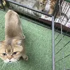 قطط لبيع كوتش فود