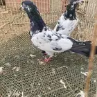 حمام باكستاني