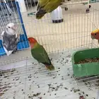 للبيع جمله وتفريد كروان روزات احجام سوبر محليه كلها