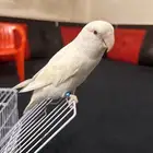 عصفور روز اليف ابيض