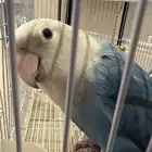 روز اليف غير هدد