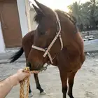 مهر شعبي