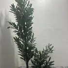 شجرة الزيتون  جديدة